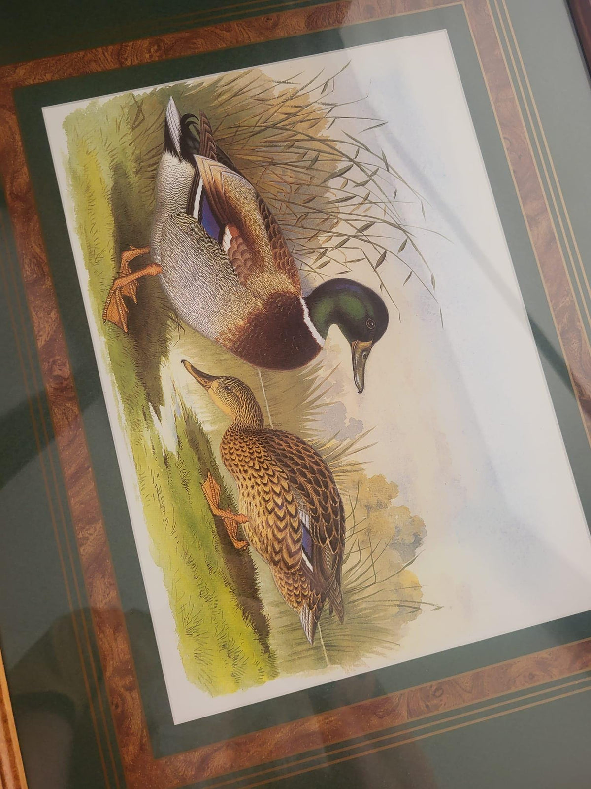 Plateau bois et verre canard