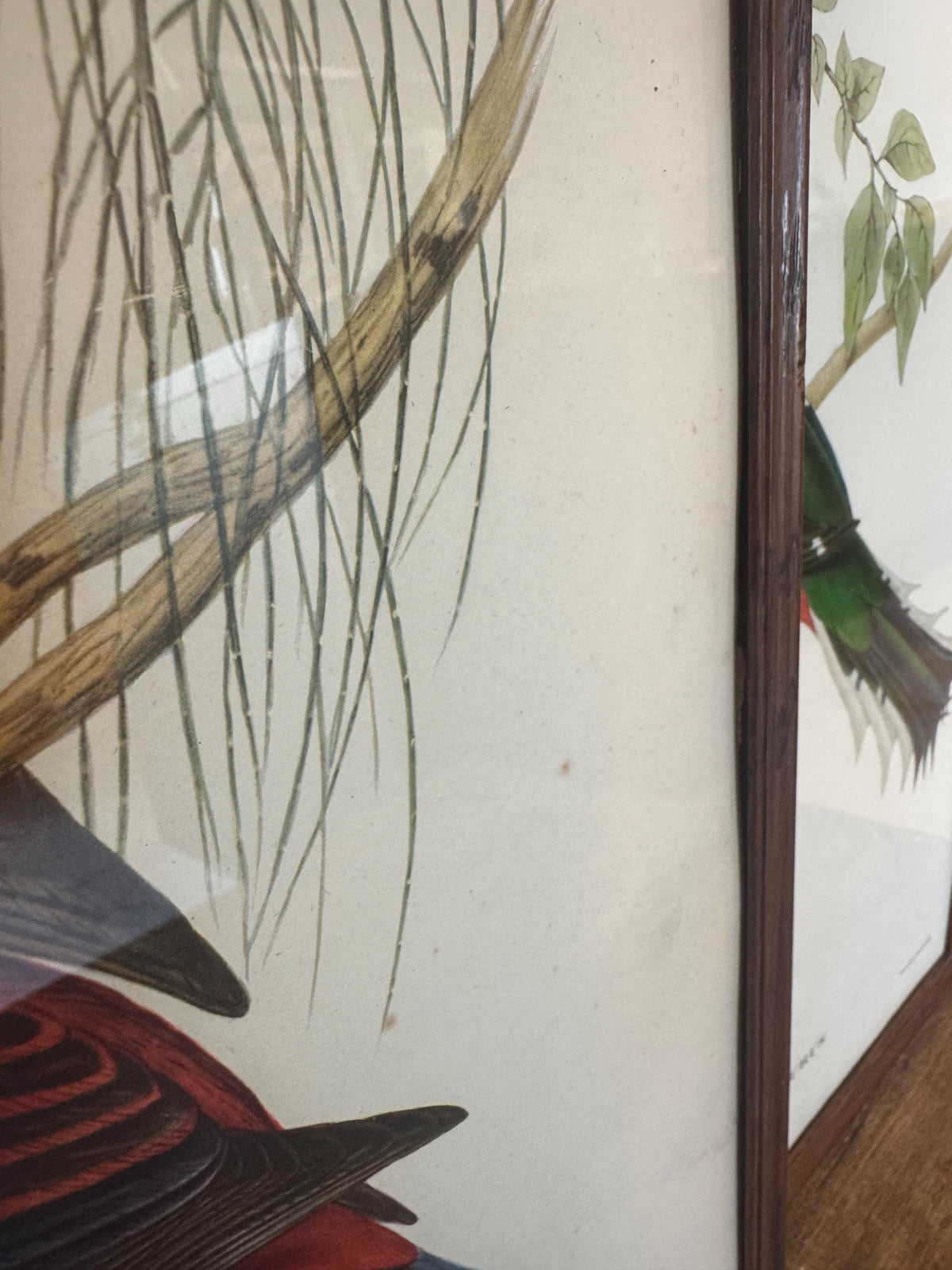 Cadre lithographie oiseaux
