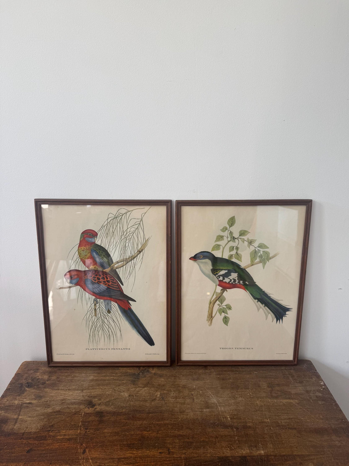 Cadre lithographie oiseaux