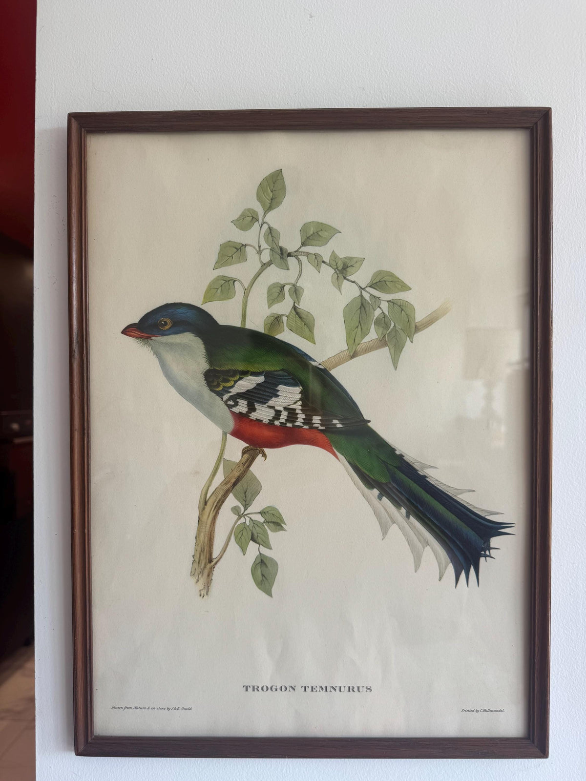 Cadre lithographie oiseaux