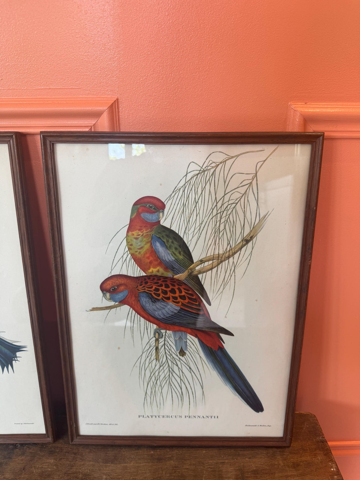 Cadre lithographie oiseaux