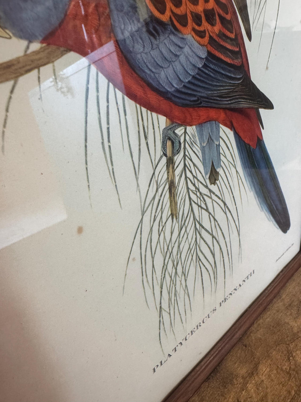 Cadre lithographie oiseaux