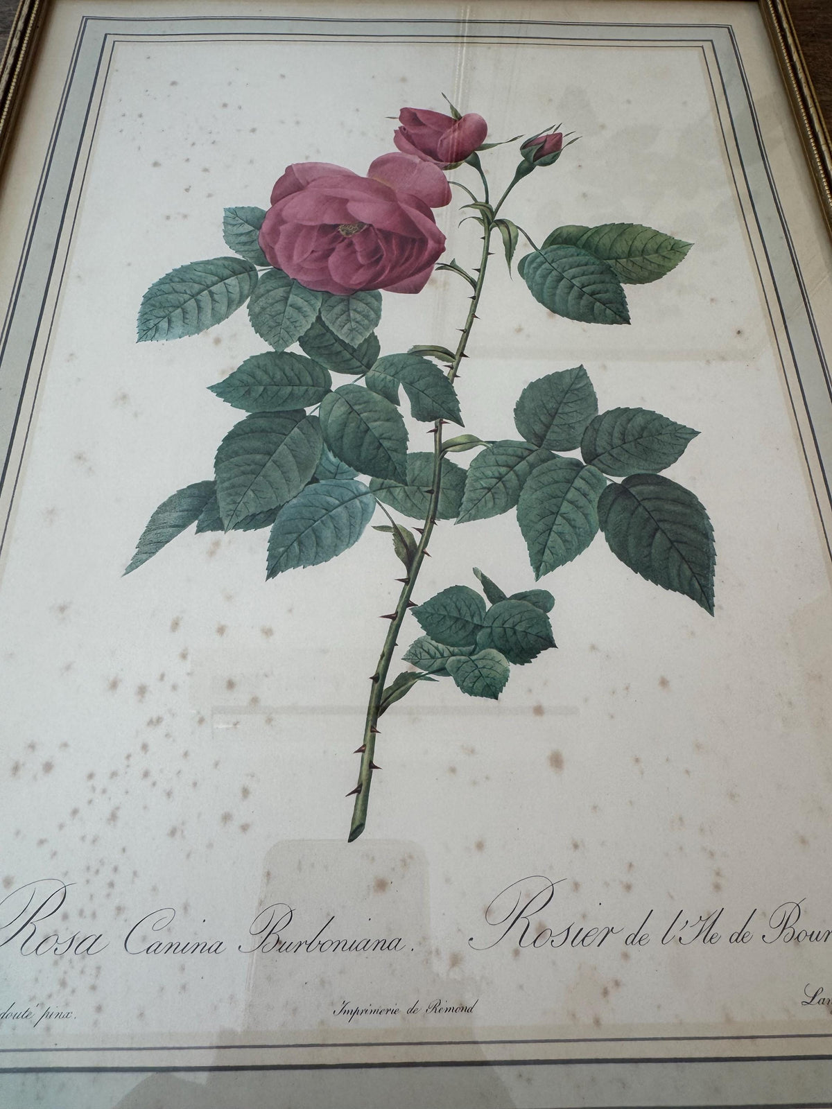 Tableau fleurs vintage cadre doré estampes anciennes