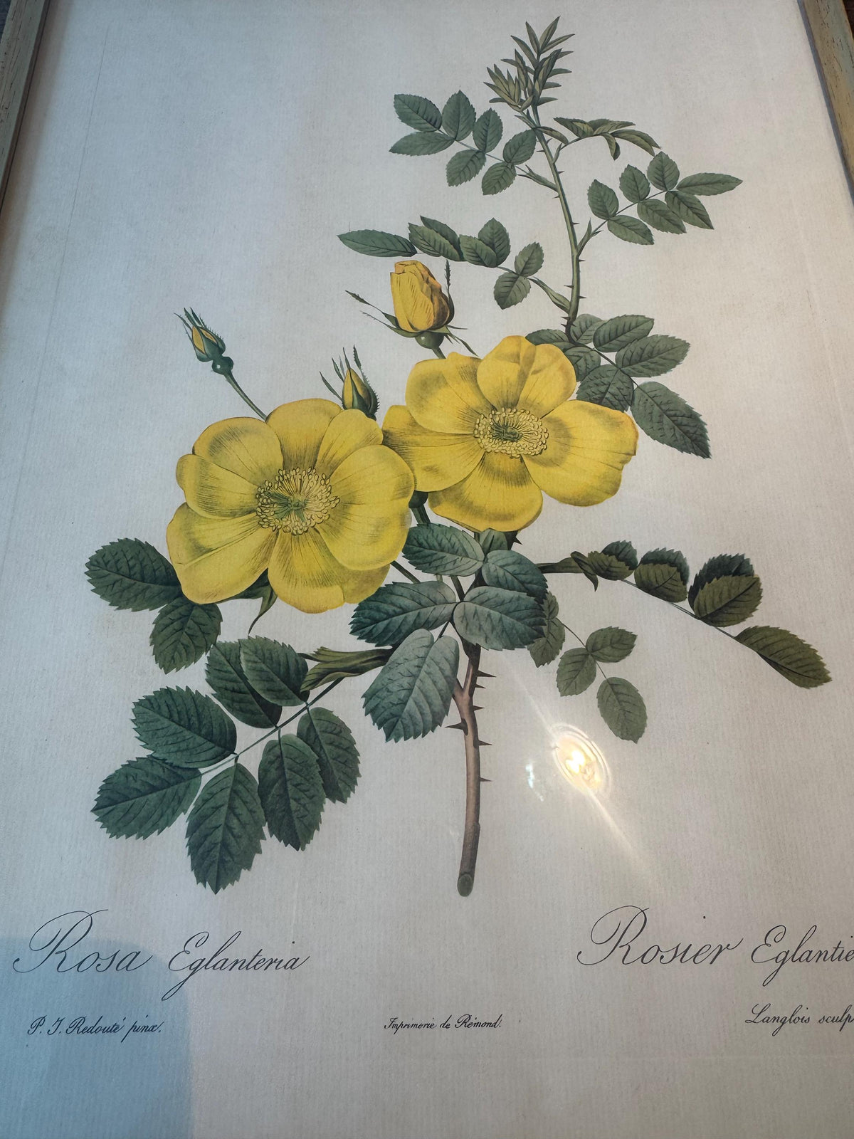 Tableau fleurs vintage cadre doré estampes anciennes