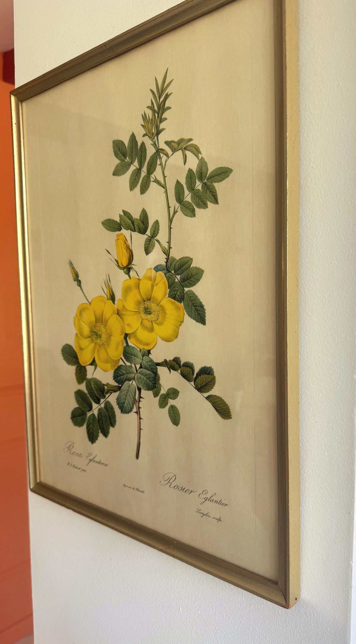 Tableau fleurs vintage cadre doré estampes anciennes